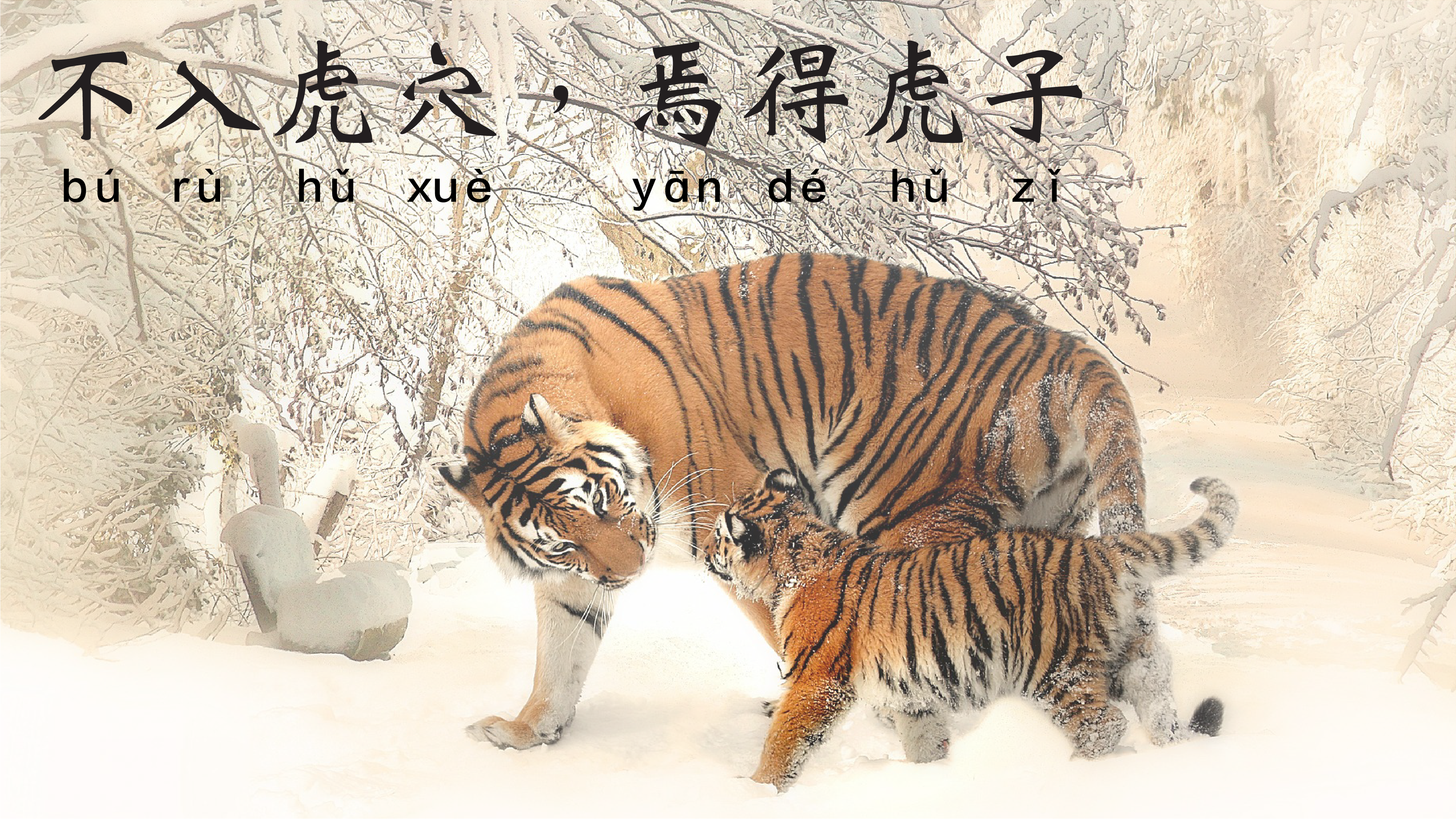 Atoupik on X: For the Chinese Year of the Water Tiger meet the tiger Ura  greeting the new year. the beast can rarely be seen among the mountains as  it shapes the